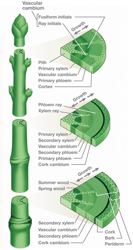 designelement